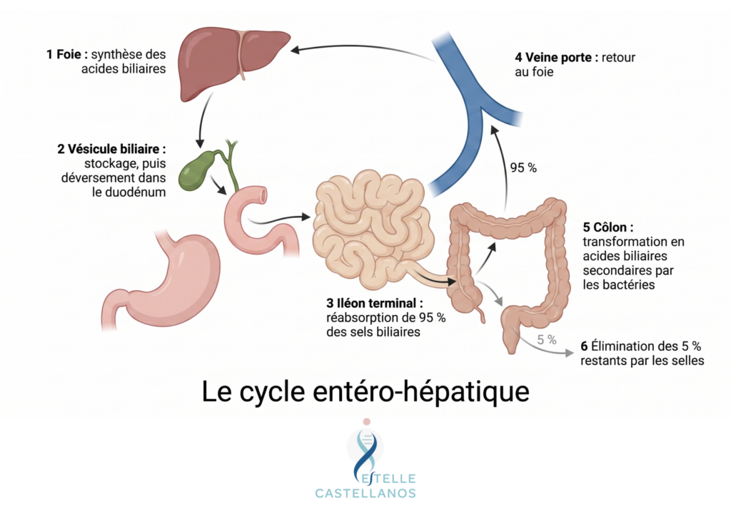 cycle entéro-hépatique