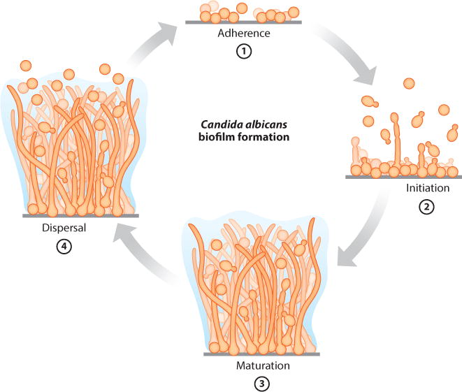 "Schéma du processus de formation du biofilm de Candida albicans expliquant les étapes d'adhérence, initiation, maturation et dispersion."