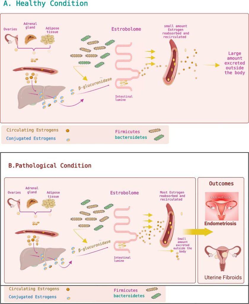 "Schéma expliquant le rôle de l'estrobolome intestinal dans la dégradation et le recyclage des œstrogènes, avec une comparaison entre condition saine et pathologique."