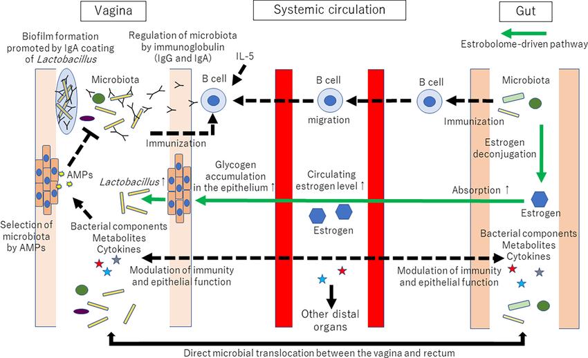 "Schéma scientifique illustrant les mécanismes du gut-vagina axis reliant l'intestin, la circulation systémique et le microbiote vaginal via des voies immunitaires, hormonales, inflammatoires et anatomiques."