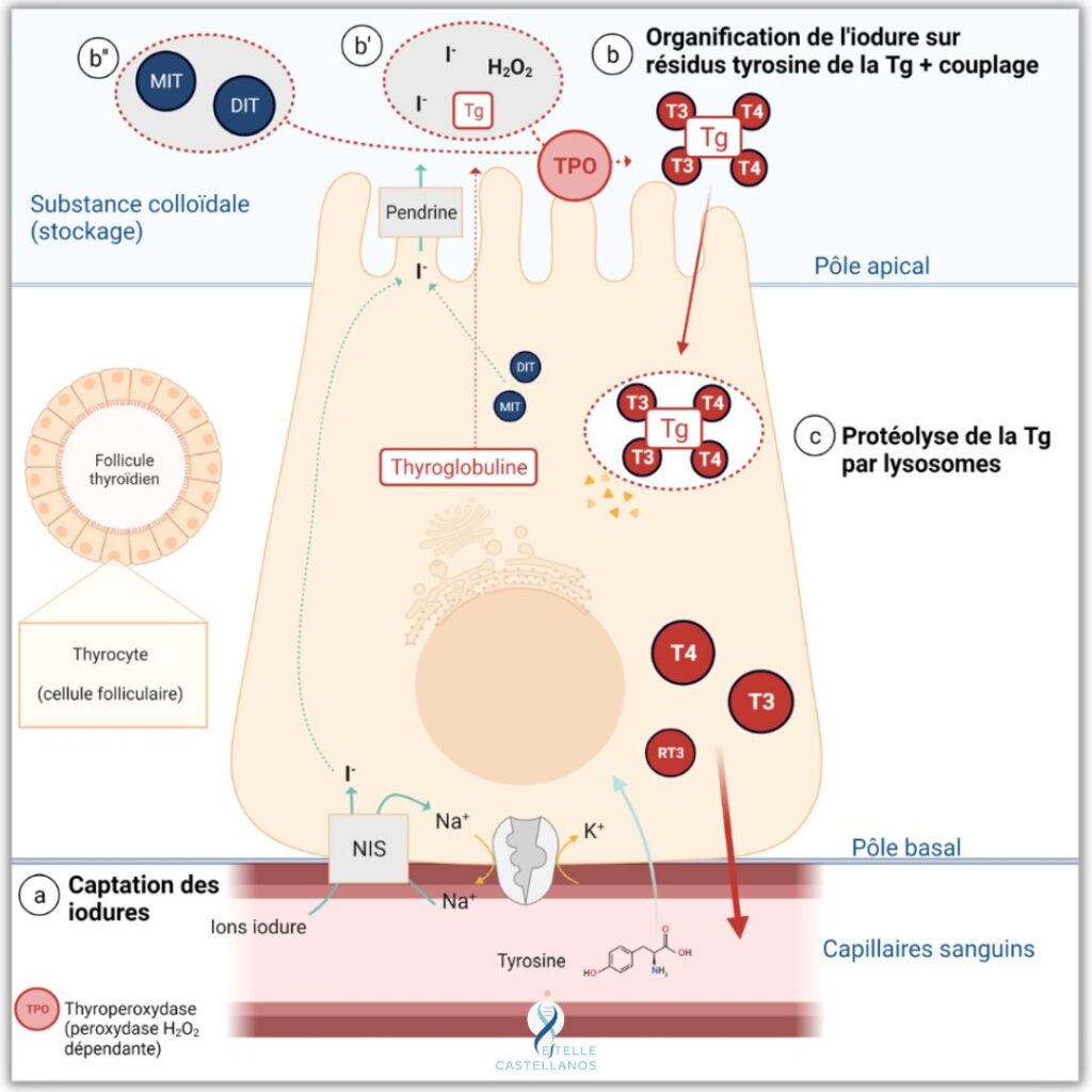 Schéma de la synthèse des hormones thyroïdiennes : captation de l'iodure par le NIS, organification par la thyroperoxydase (TPO), couplage et protéolyse de la thyroglobuline