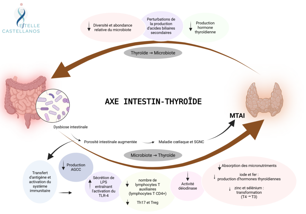 Schéma : l'intestin et la thyroïde communiquent dans les deux sens par trois voies, la conversion de la T4 en T3 par les désiodases, les acides gras à chaîne courte qui régulent l'immunité et la barrière intestinale, et l'absorption de l'iode, du fer, du sélénium et du zinc.