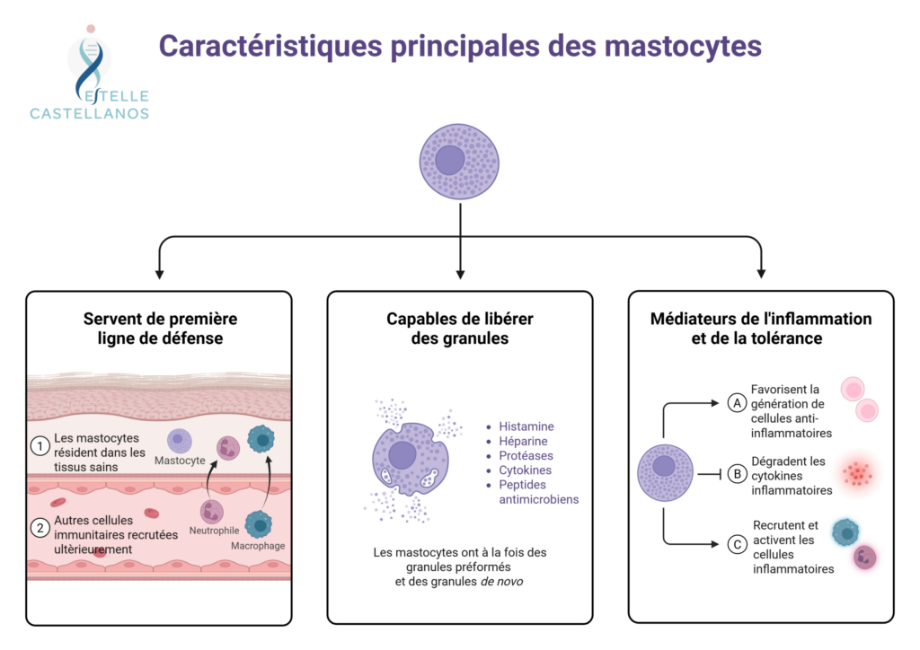 Schéma des caractéristiques principales des mastocytes : ils servent de première ligne de défense dans les tissus sains, libèrent des granules (histamine, héparine, protéases, cytokines, peptides antimicrobiens) et sont des médiateurs de l'inflammation et de la tolérance.
